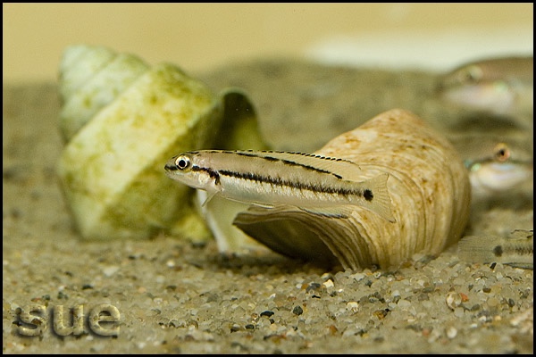 Telmatochromis vittatus
